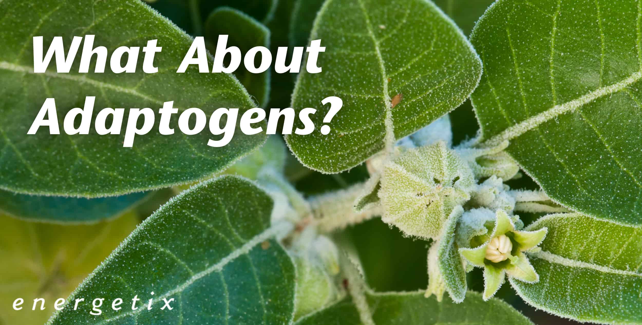 You are currently viewing What About Adaptogens?