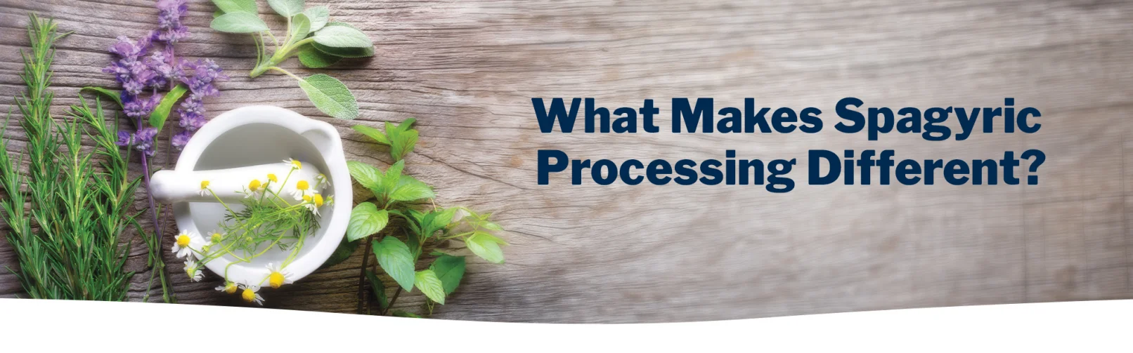 GALT-Immune Web Banner